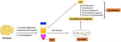 Toward transplantation tolerance with adipose tissue-derived therapeutics